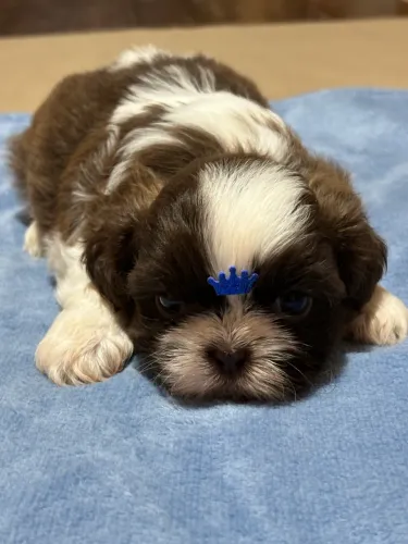 Vendo Macho de Shitzu Mini