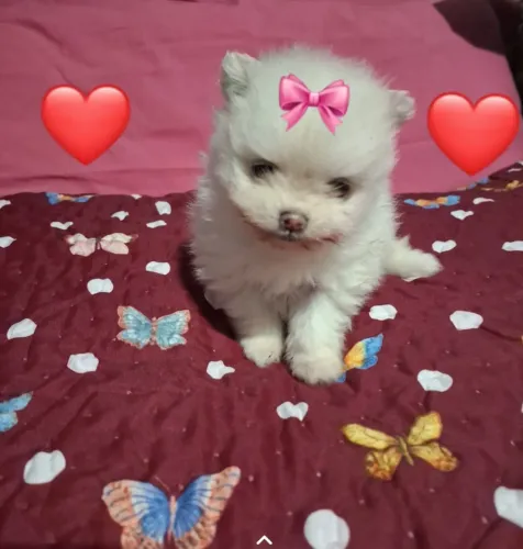 Vendo linda fêmea de Lulu da palmerana! Com primeira dose de vacina importada 