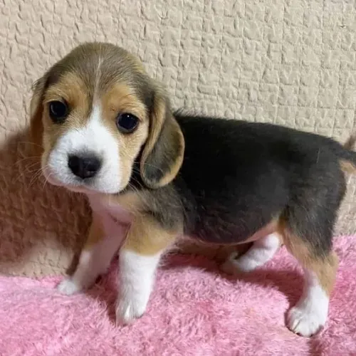 Beagle 13 Polegadas Companhia que cresce junto