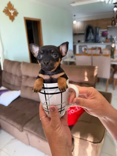 Pinscher fêmea