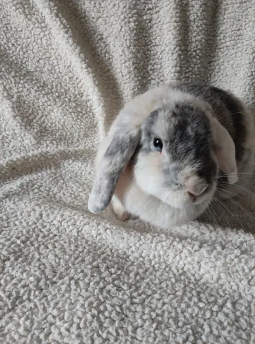 Coelha mini lop olho azul