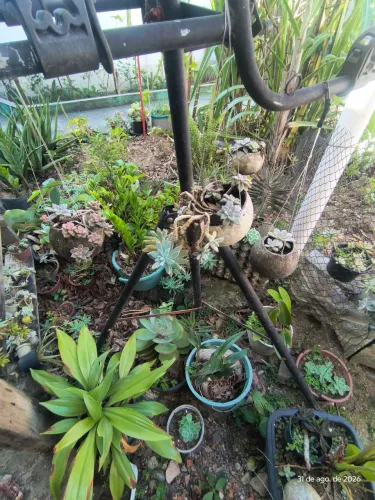 Plantas suculentas