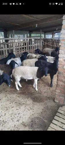 Carneiro macho 28/kg