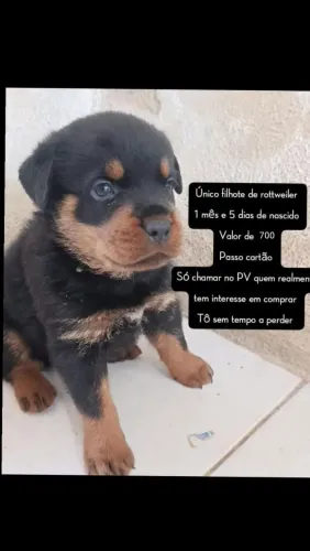 Rottweiler