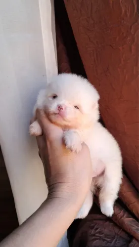 Lulu dá pomeranea macho branco com 48 dias vermifugado 