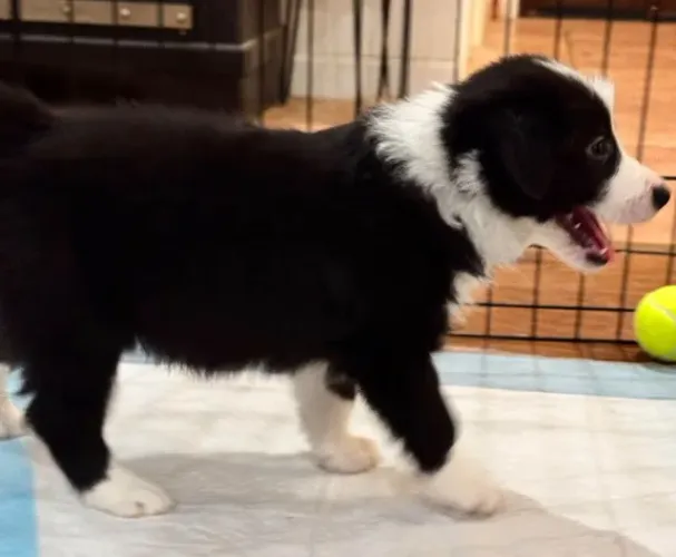 Filhotes de Border Collie | Sempre pronto para novas aventuras.