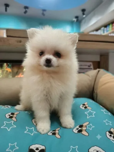 Filhote de Lulu da Pomerania
