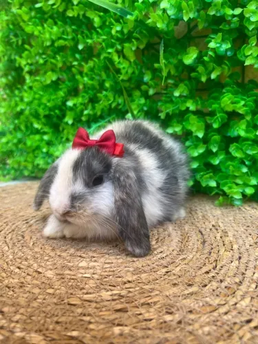 Mini Coelhos