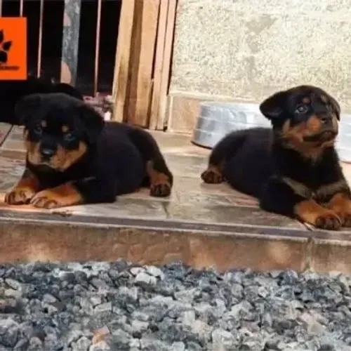 Rottweiler irmãos na varanda