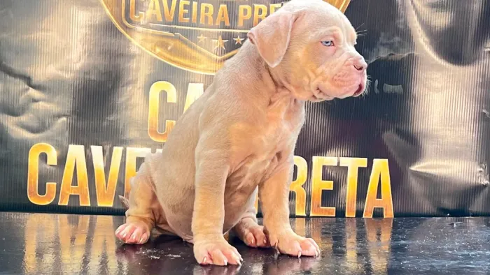 Filhote Pit Monster