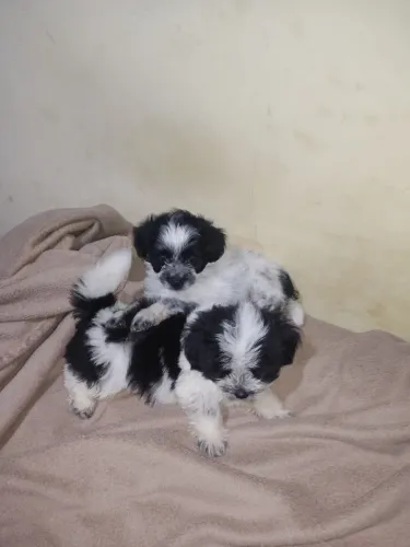 Vendo filhotes de Lhasa