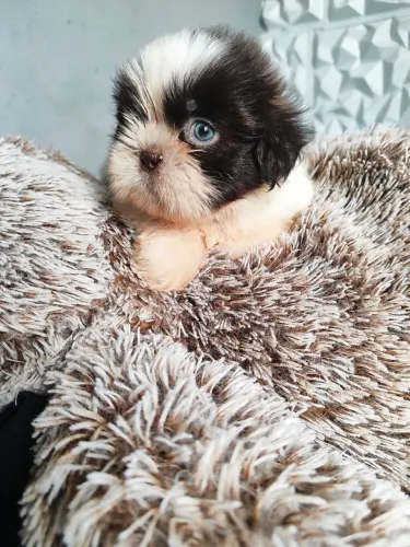 Shih Tzu para rotina residencial