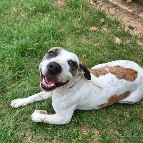 Adote a Zoe, mix pitbull, dócil, castrada,, leia o texto