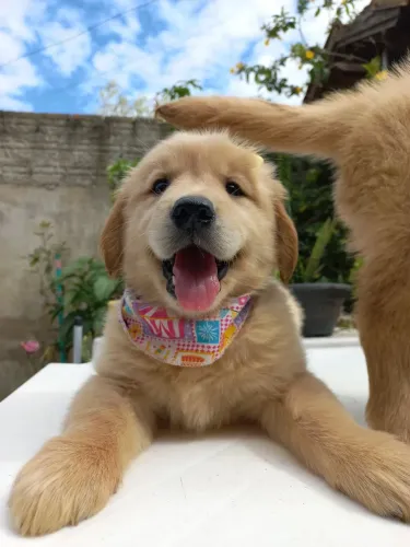 Golden Retriever com pedigree