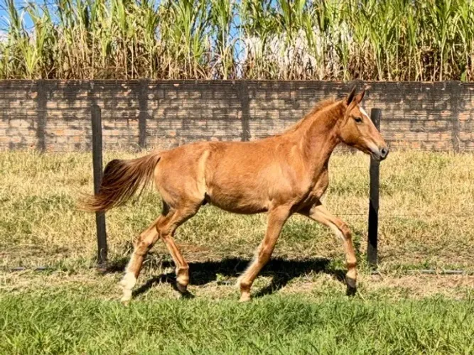 Potro Mangalarga Marchador | Filho de Triunfo OGT