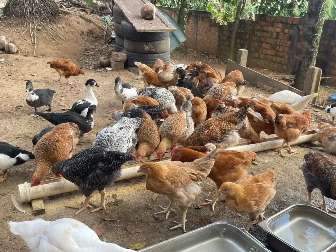 FRANGOS CAIPRAS MACHOS E FÊMEAS COM 4 MESES