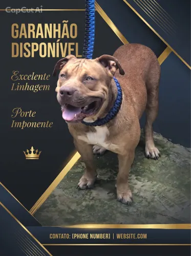 Pitmonster disponível para cobertura 