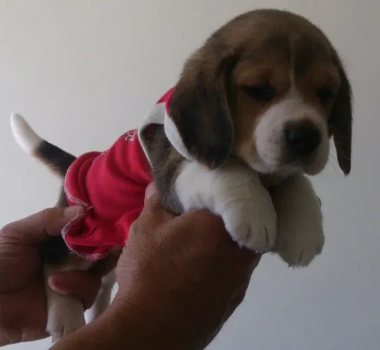 Beagle Cachorrinho com perfil comercialmente atrativo