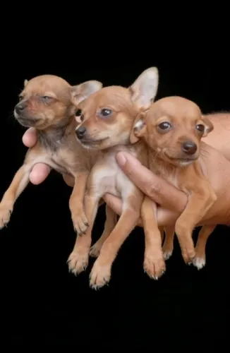 Filhotes de Pinscher - Uma Dose Diária de Alegria
