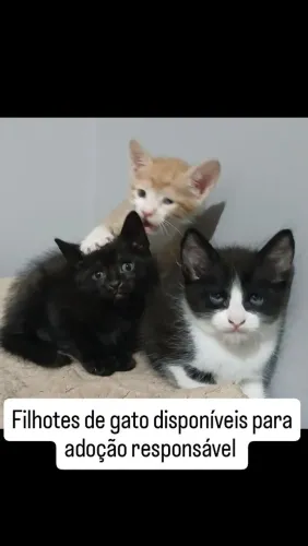Filhotes de gato para adoção responsável