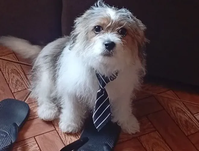 Filhote cachorro - Adoção 
