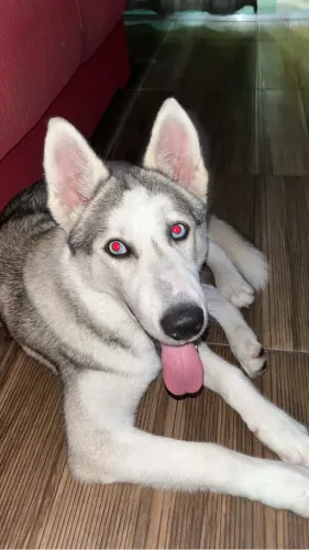 Husky siberiano - Fêmea procurando namorado