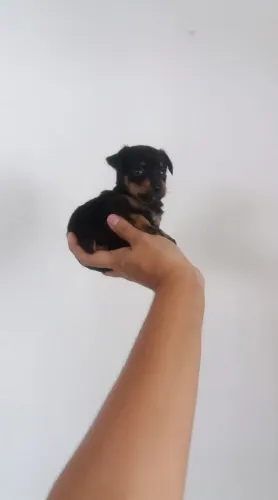 Pinscher miniatura com kit grátis