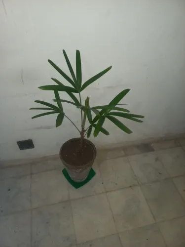 Vasos 10+ com plantas etc