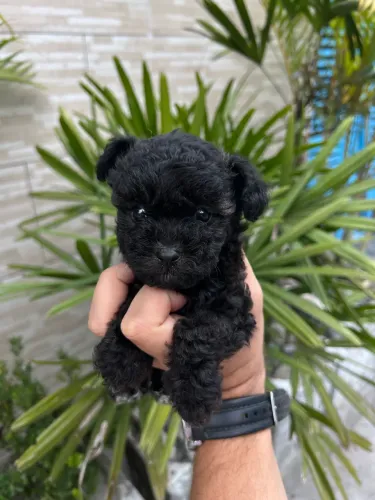 Poodle toy fêmeas