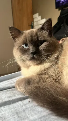 Doação de gato - Siamês :)