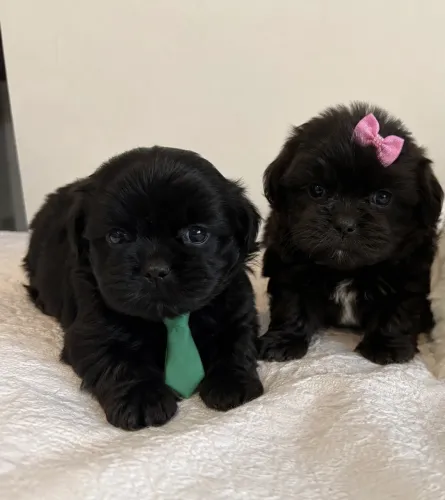 Lhasa Apso Mini fêmea e machos disponíveis