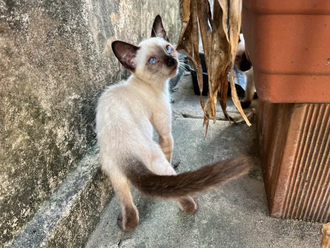 Gatinhas resgatadas para adoção 