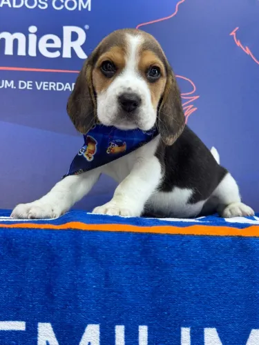 Beagle disponível