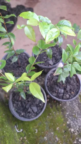 Mudas de Jabuticabas