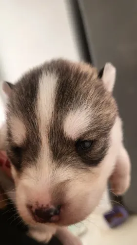 Filhotes Husky 