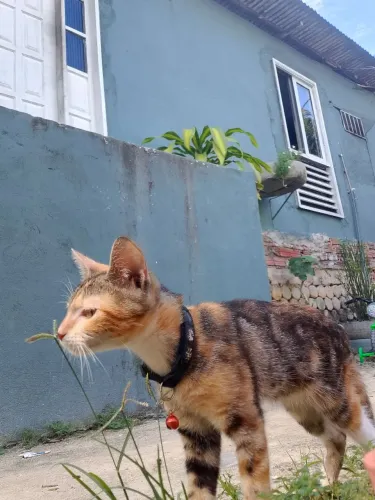 Duas gatas fêmeas irmãs
