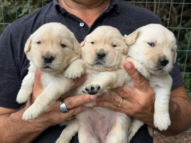 Golden Retriver 