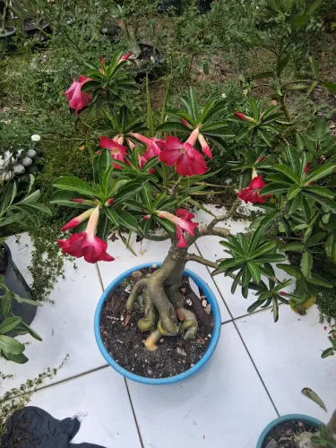 Rosa do Deserto