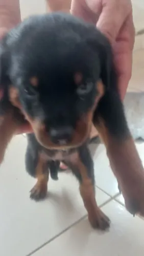 Filhotes de Rottweiler à venda - R$ 600,00