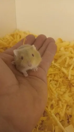 Hamster 