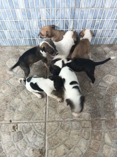 Cachorrinhos