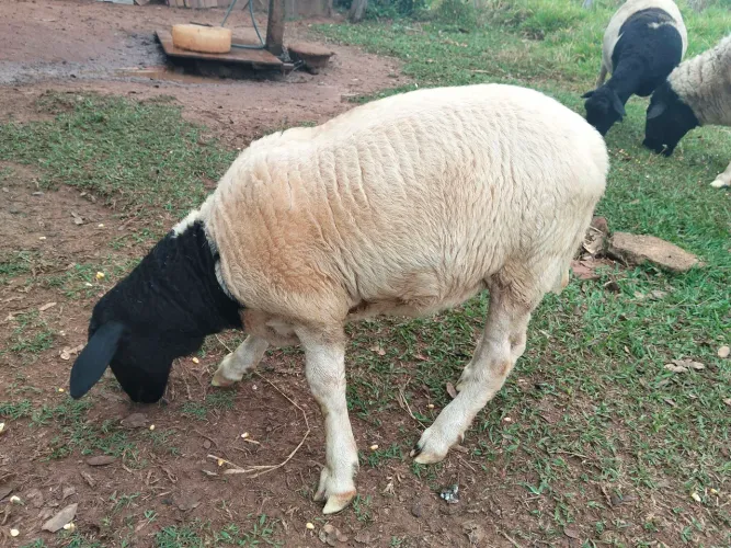 Vendo carneira dorper 3 meses para pet super mansinha