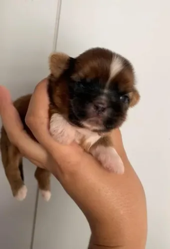Shitzu macho mini