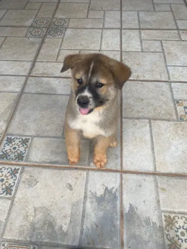 Akita Inu Cães Filhotes 