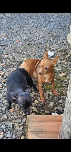 Pinscher Paulistinha
