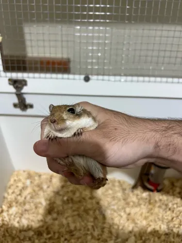 Vendo duplas de gerbils fêmeas