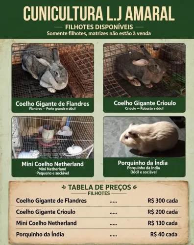 Filhotes de coelhos gigantes e mini Netherlands dwarf 