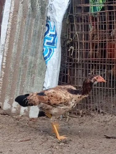 Casal de franguinho 