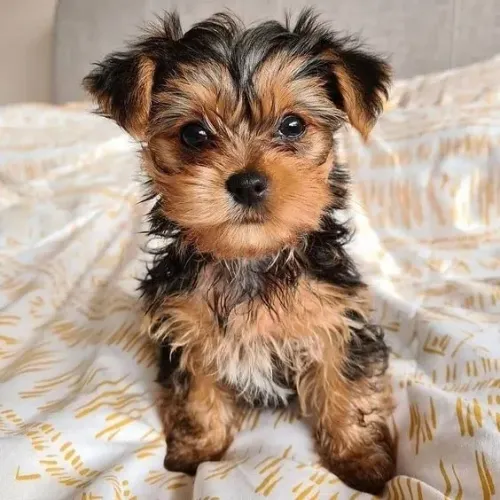 Yorkshire Terrier Presença que transmite acolhimento