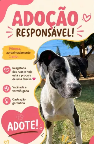 Doação de cachorra 
